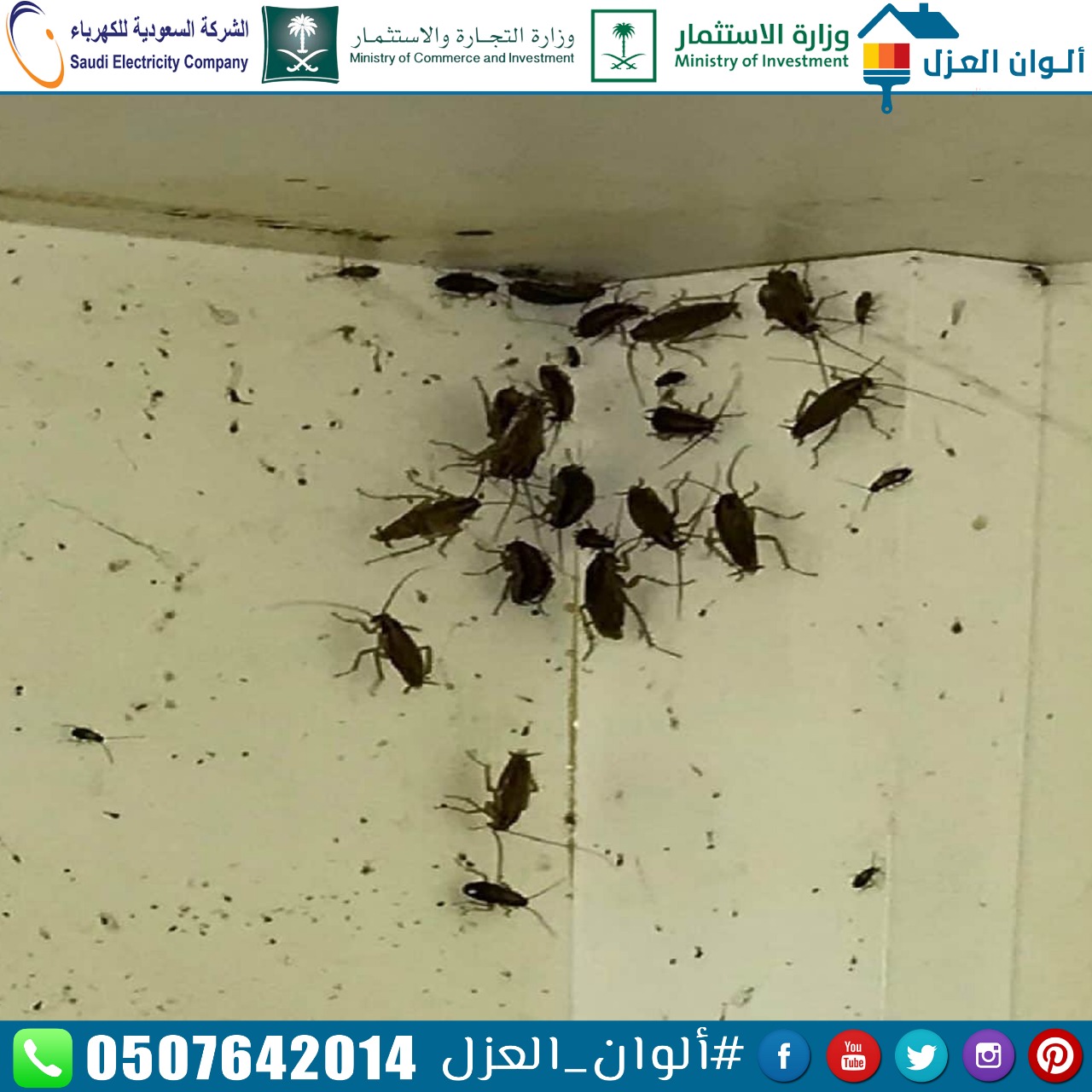 افضل شركة مكافحة حشرات في الرياض