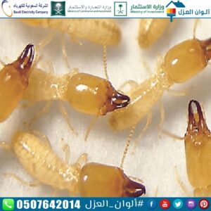 مكافحة النمل بالرياض 