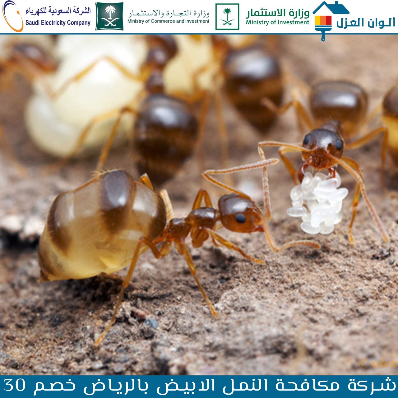 افضل شركة مكافحة النمل الابيض بالرياض خصم 30%